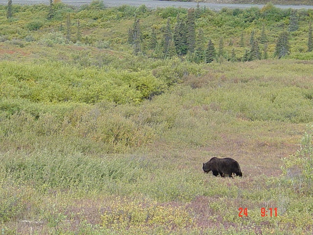 Kantishna 2004 - Grizzly Bear In Park
