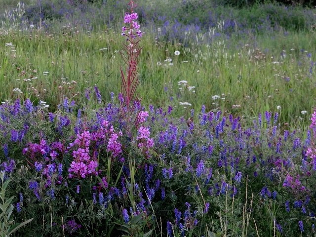 Fireweed & Vetch 2